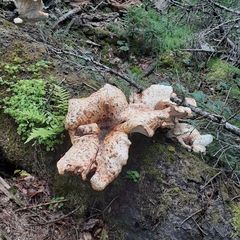 Cerioporus squamosus