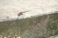 Anolis sagrei