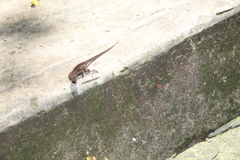 Anolis sagrei