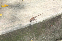 Anolis sagrei