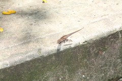 Anolis sagrei