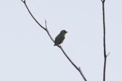 Psilopogon haemacephalus indicus