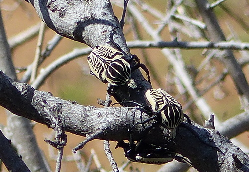 Goliathus albosignatus albosignatus (Goliathus albosignatus albosignatus)