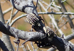 Goliathus albosignatus