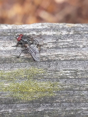 Muscina stabulans