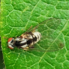 Polyporivora picta