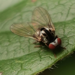 Polyporivora picta