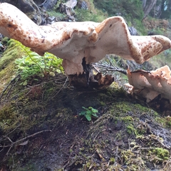 Cerioporus squamosus