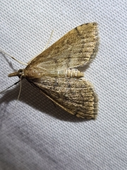 Metasia dicealis