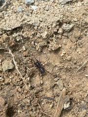 Oedignatha
