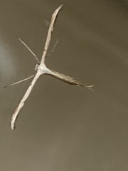 Emmelina