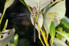 Hemicordulia australiae