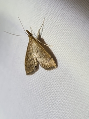 Metasia dicealis