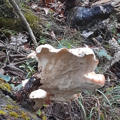 Cerioporus squamosus