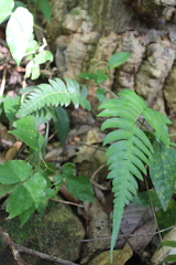 Blechnum occidentale