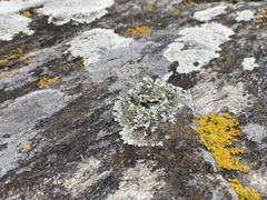 Protoparmeliopsis muralis