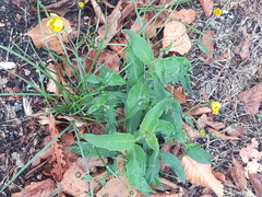 Hieracium murorum