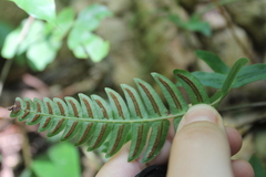 Blechnum occidentale