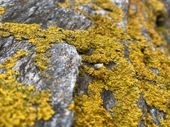 Xanthoria parietina