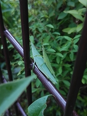 Atractomorpha lata
