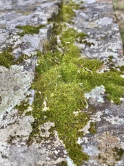 Tortula muralis