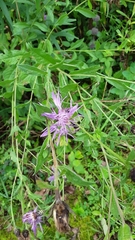 Centaurea