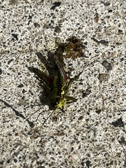 Booneacris glacialis