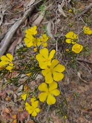 Hibbertia virgata