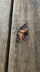 Apantesis parthenice