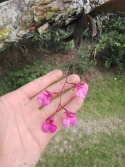 Comparettia falcata
