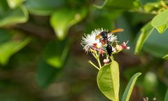 Delta pyriforme philippinense