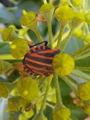 Graphosoma italicum