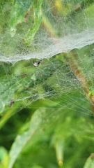 Frontinella pyramitela