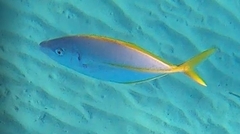 Pseudocaranx dentex