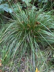 Deschampsia cespitosa