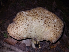 Cerioporus squamosus