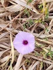 Ipomoea cairica