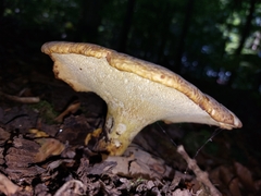 Cerioporus squamosus