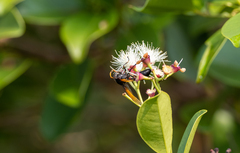 Delta pyriforme philippinense