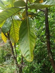 Eriobotrya japonica