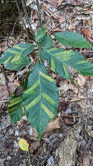 Litylenchus crenatae