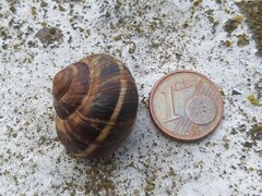 Helix lucorum