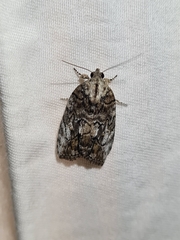 Etanna clopaea