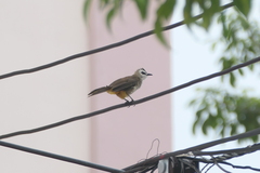 Pycnonotus goiavier jambu