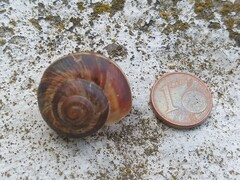 Helix lucorum