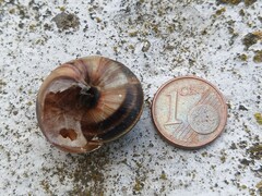 Helix lucorum
