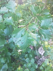 Quercus bicolor