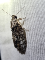 Etanna clopaea