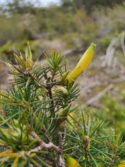 Stenanthera pinifolia