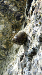 Phorcus turbinatus